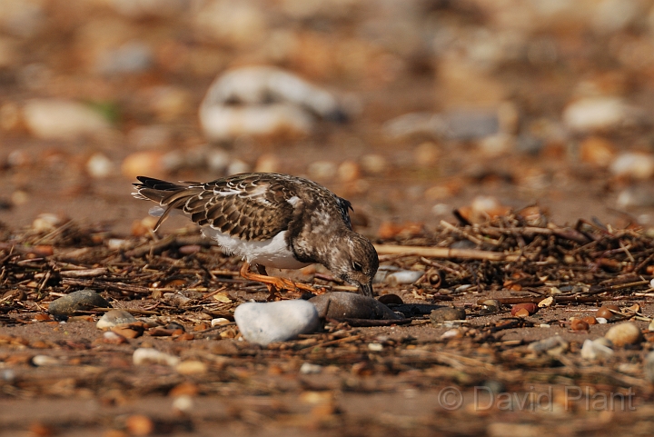 Turnstone - D.jpg - Turnstone feeding - Norfolk